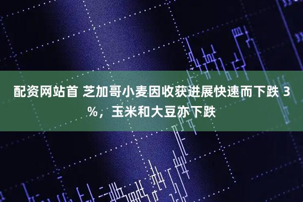 配资网站首 芝加哥小麦因收获进展快速而下跌 3%，玉米和大豆亦下跌